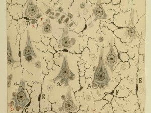 Santiago Ramón y Cajal: Microglia in the grey matter of the cerebral cortex, 1920; Chinese ink and graphite on paper; 69-5/16 x 6 5/32 in